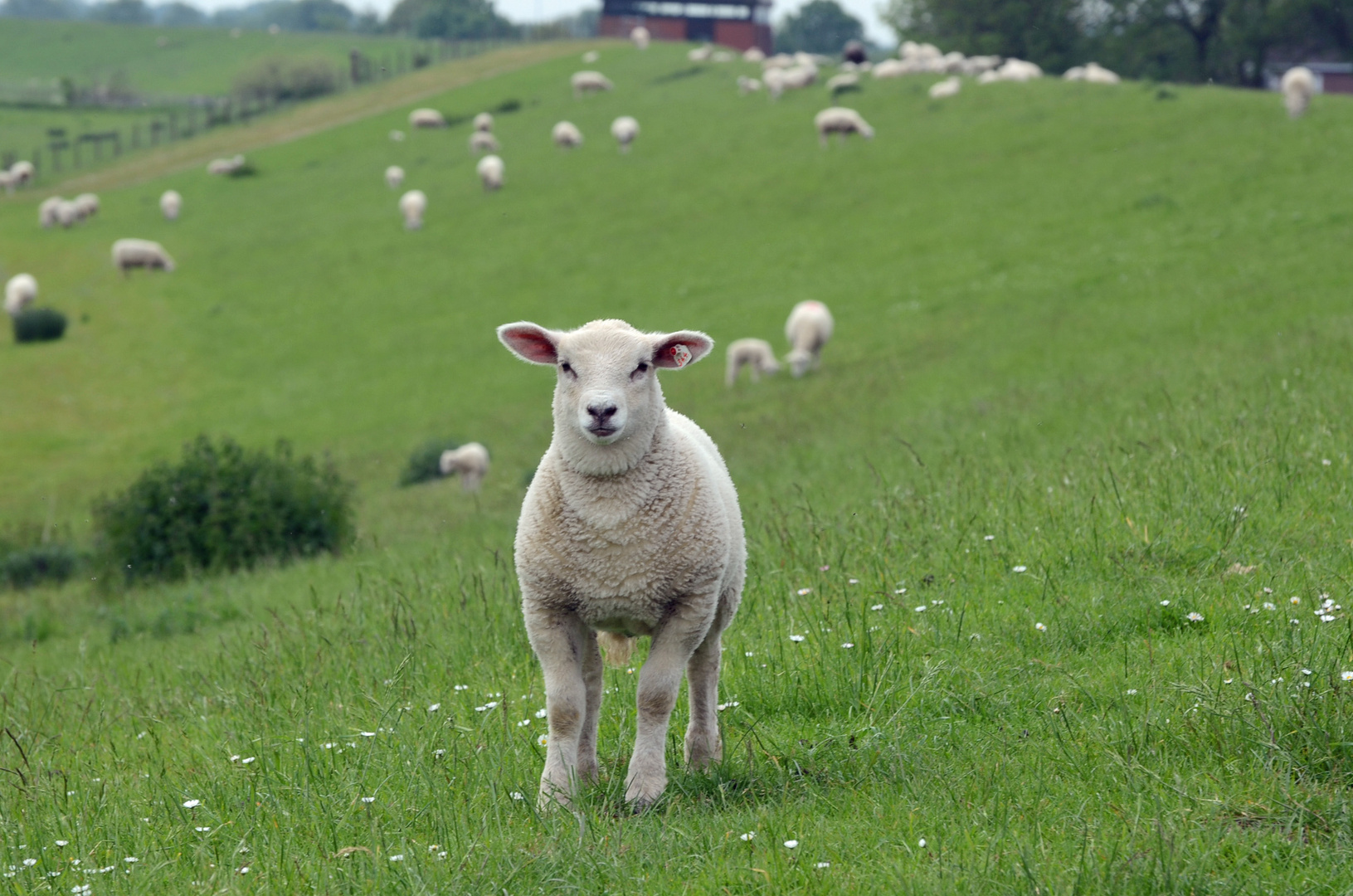 Deichschaf zwischen Leer und Emden