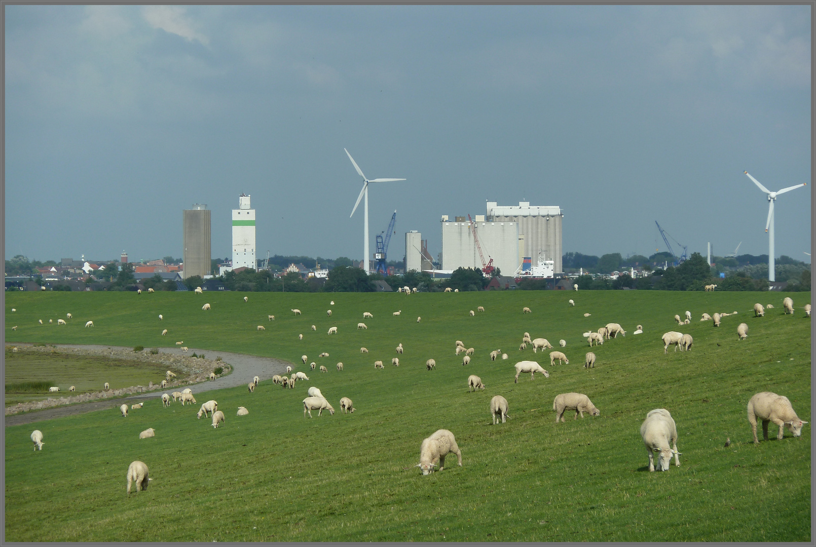 Deichschafe bei Husum 2