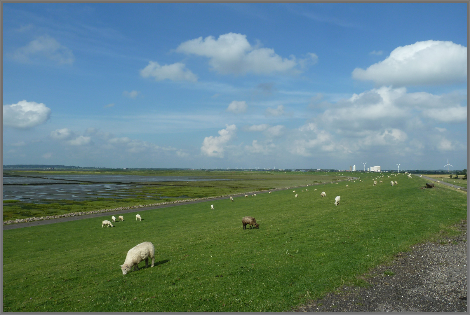 Deichschafe bei Husum