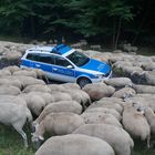 Deichstreife in Brandenburg, Schaf und Polizei