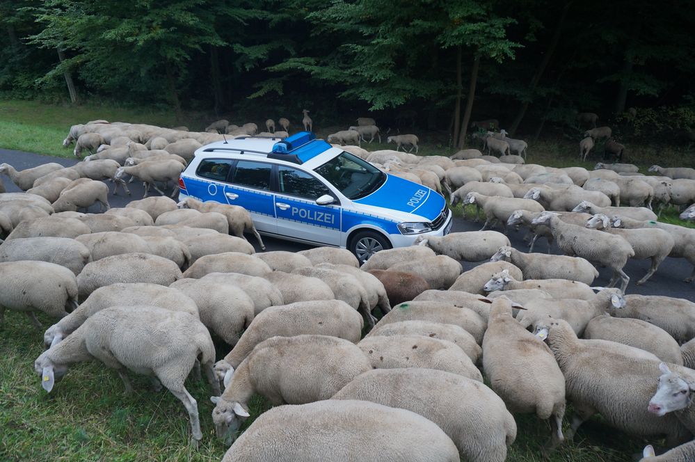 Deichstreife in Brandenburg, Schaf und Polizei