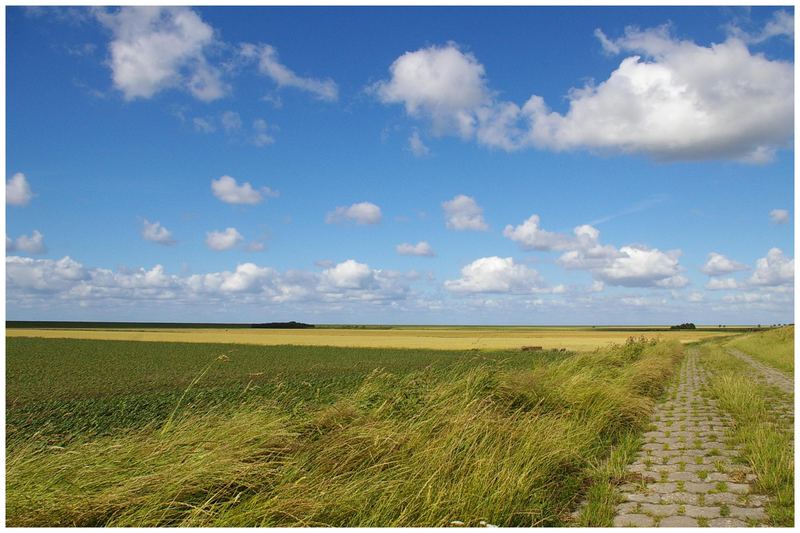 Deichvorland an der Ostfriesischen Nordseeküste....