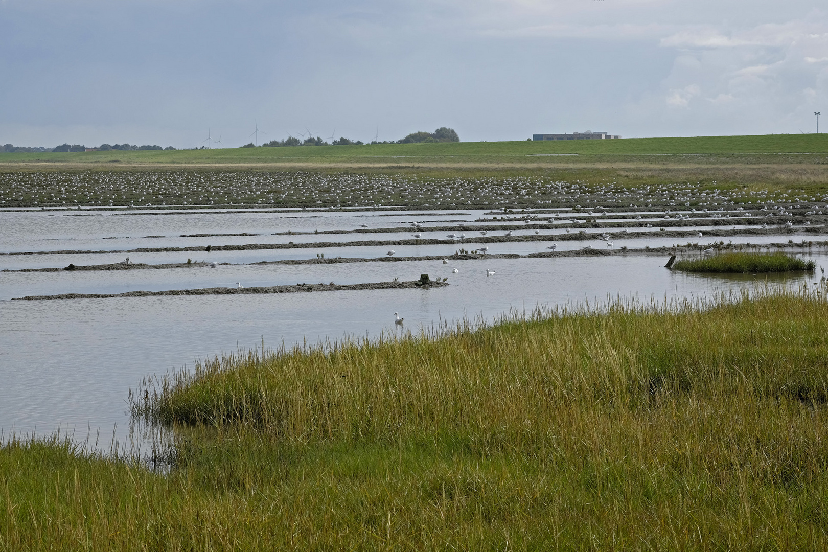 Deichvorland / Salzwiesen mit gefluteten Grüppen