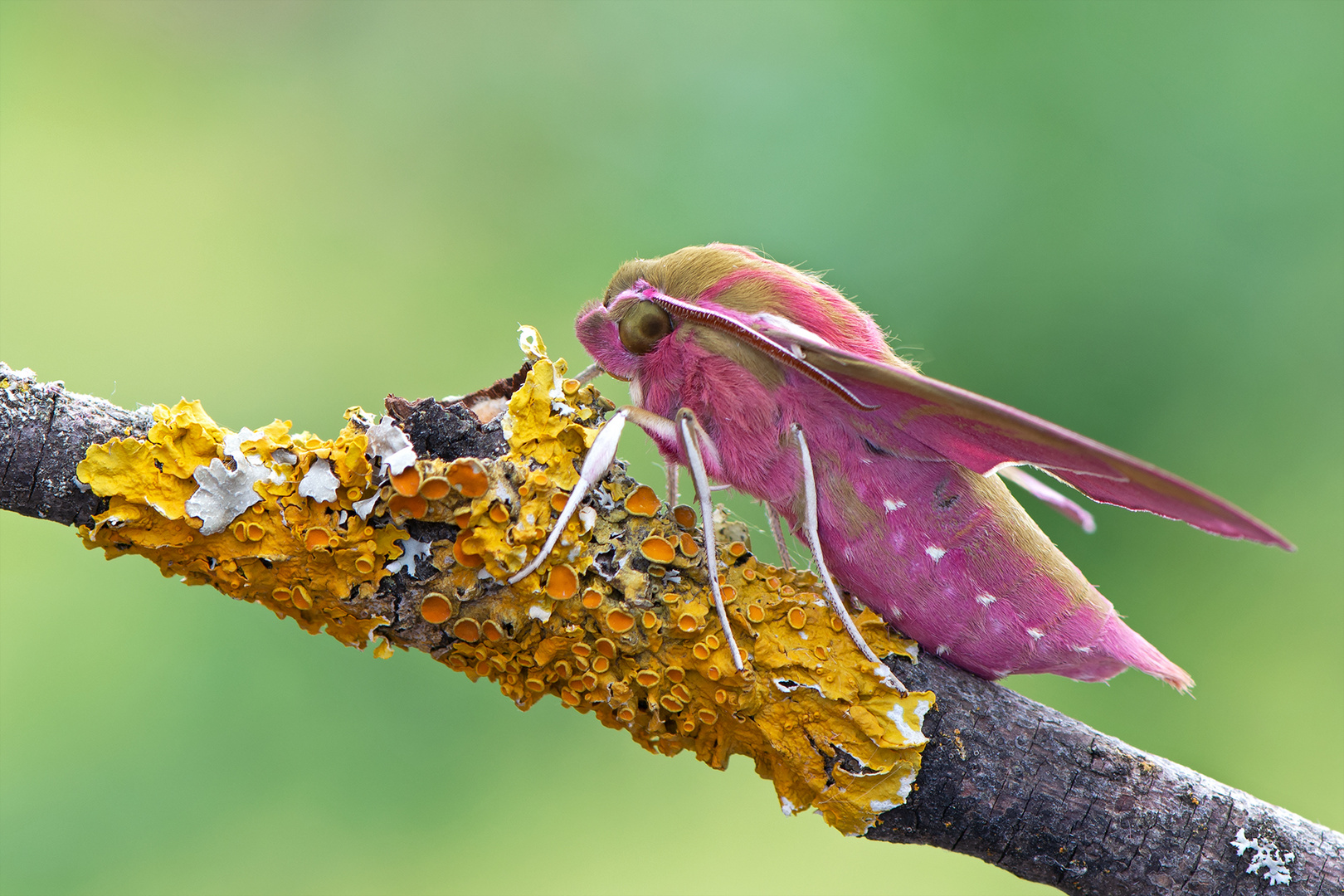 Deilephila elpenor