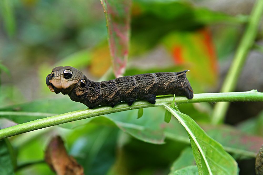 Deilephila elpenor