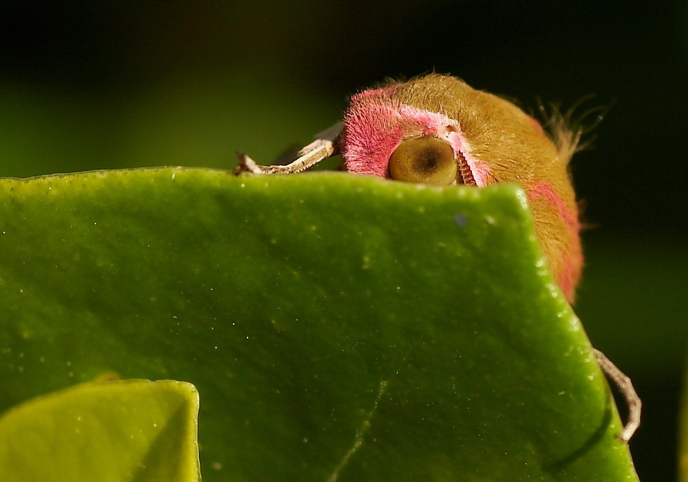 Deilephila elpenor