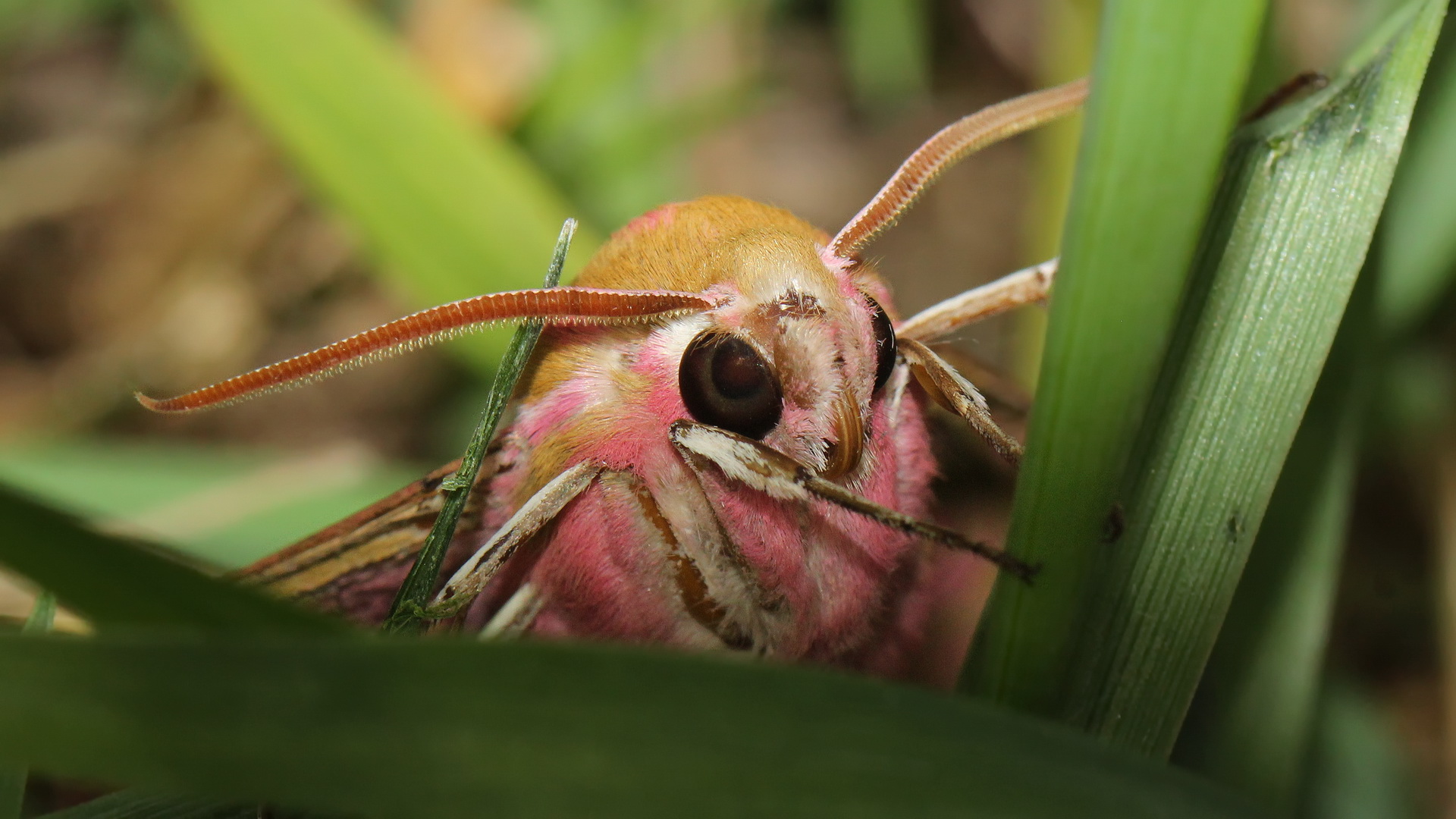 Deilephila elpenor