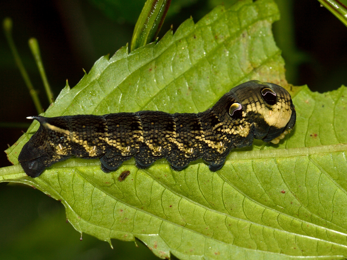 Deilephila elpenor, Mittlerer Weinschwärmer