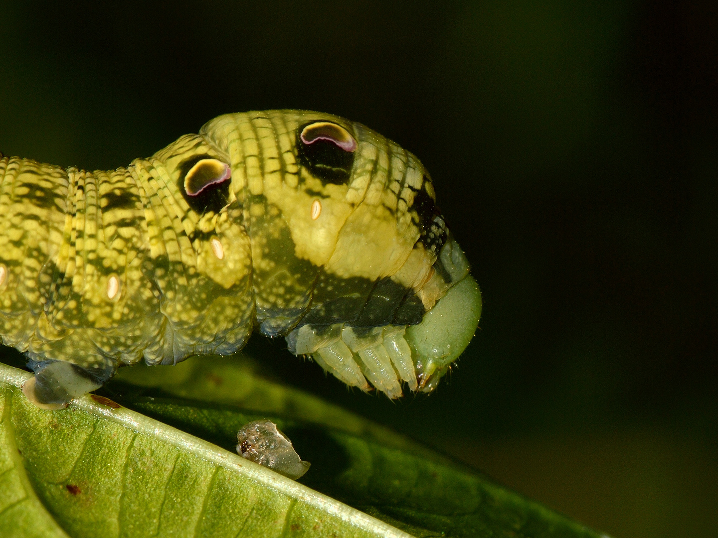 Deilephila elpenor, Mittlerer Weinschwärmer