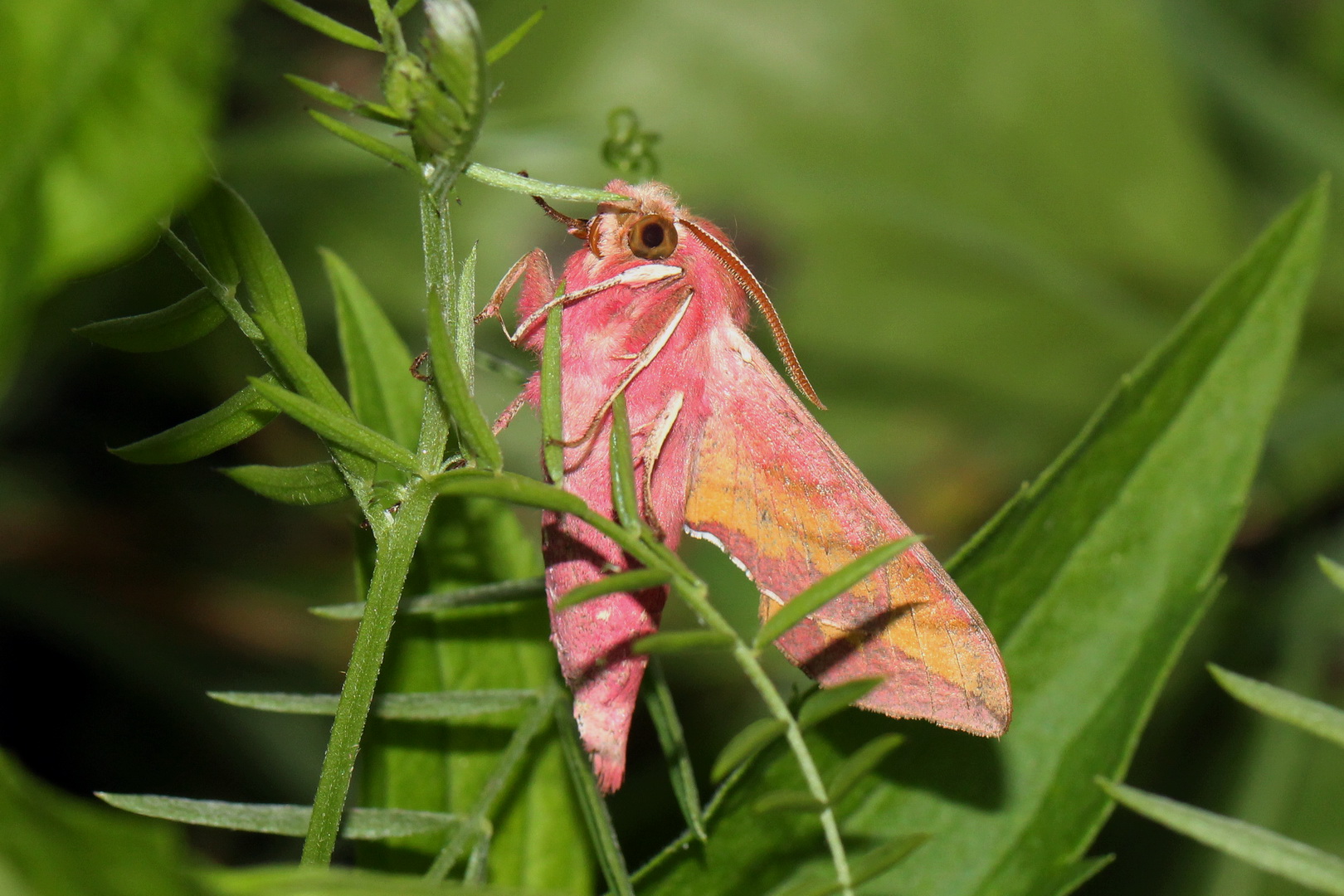 Deilephila porcellus