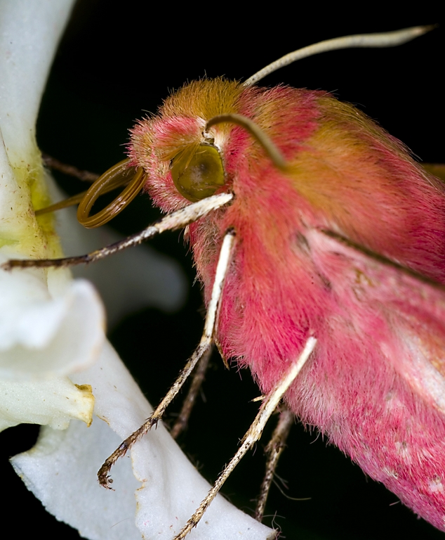 deilephila porcellus