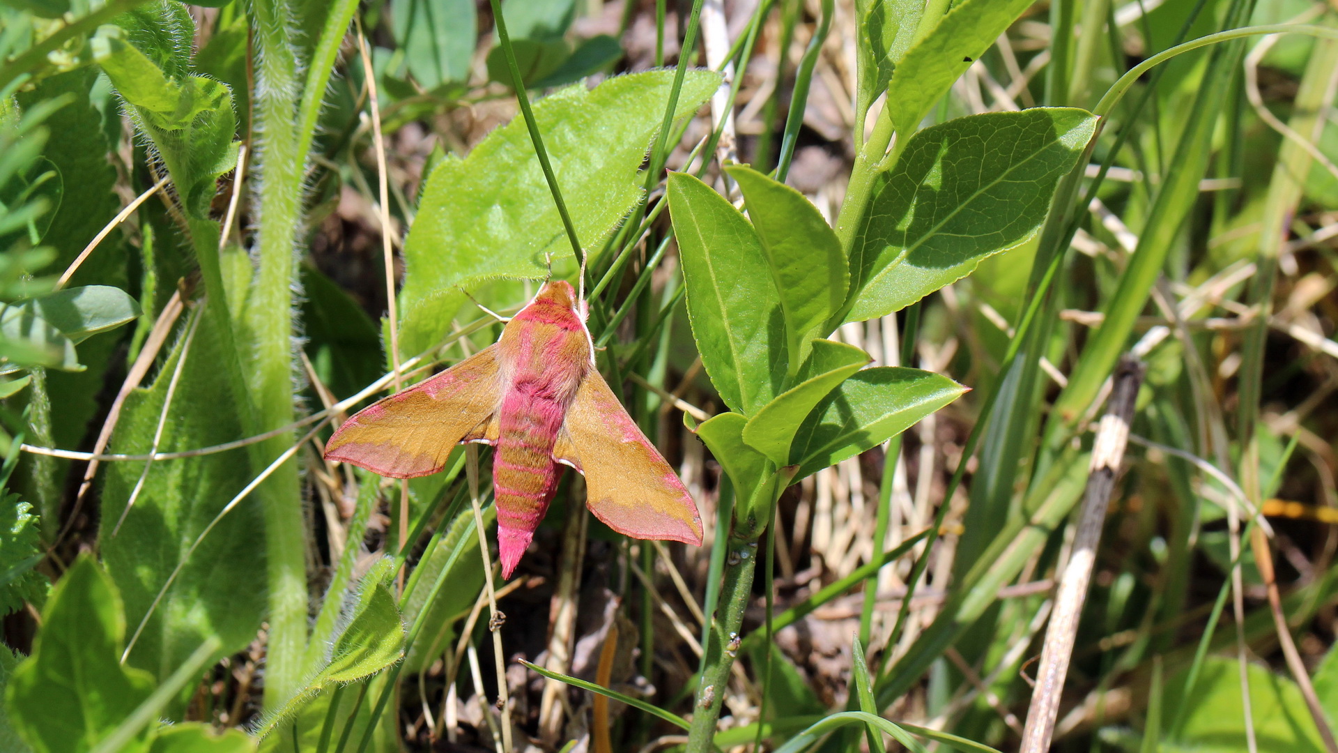 Deilephila porcellus