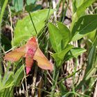 Deilephila porcellus