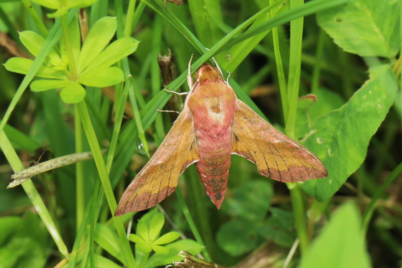 Deilephila porcellus