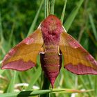 Deilephila porcellus - Harz