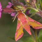 Deilephila porcellus (LINNAEUS, 1758)