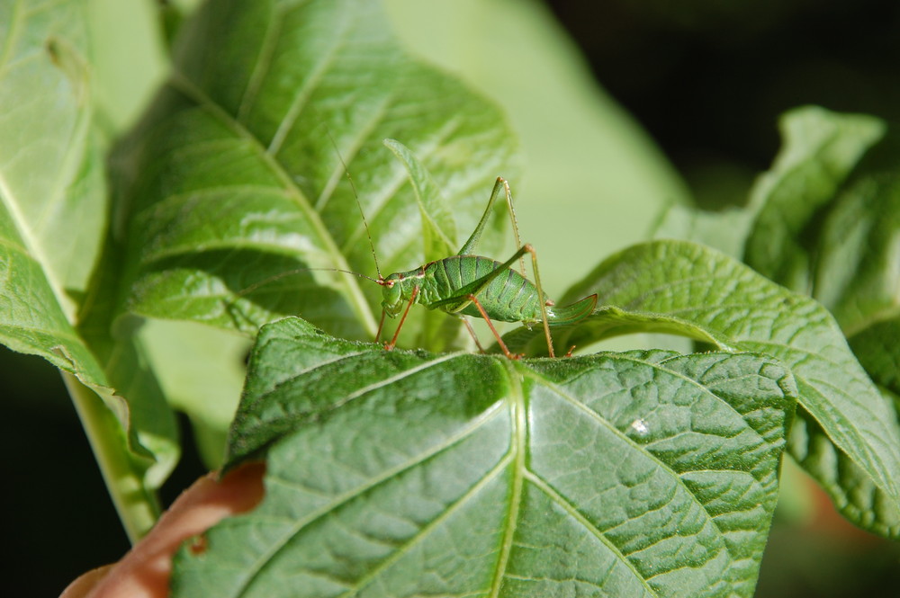 Dein Baum...mein Baum........wen interessierts?