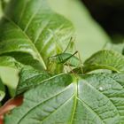 Dein Baum...mein Baum........wen interessierts?