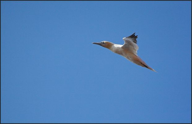 Dein Flug in das Licht..