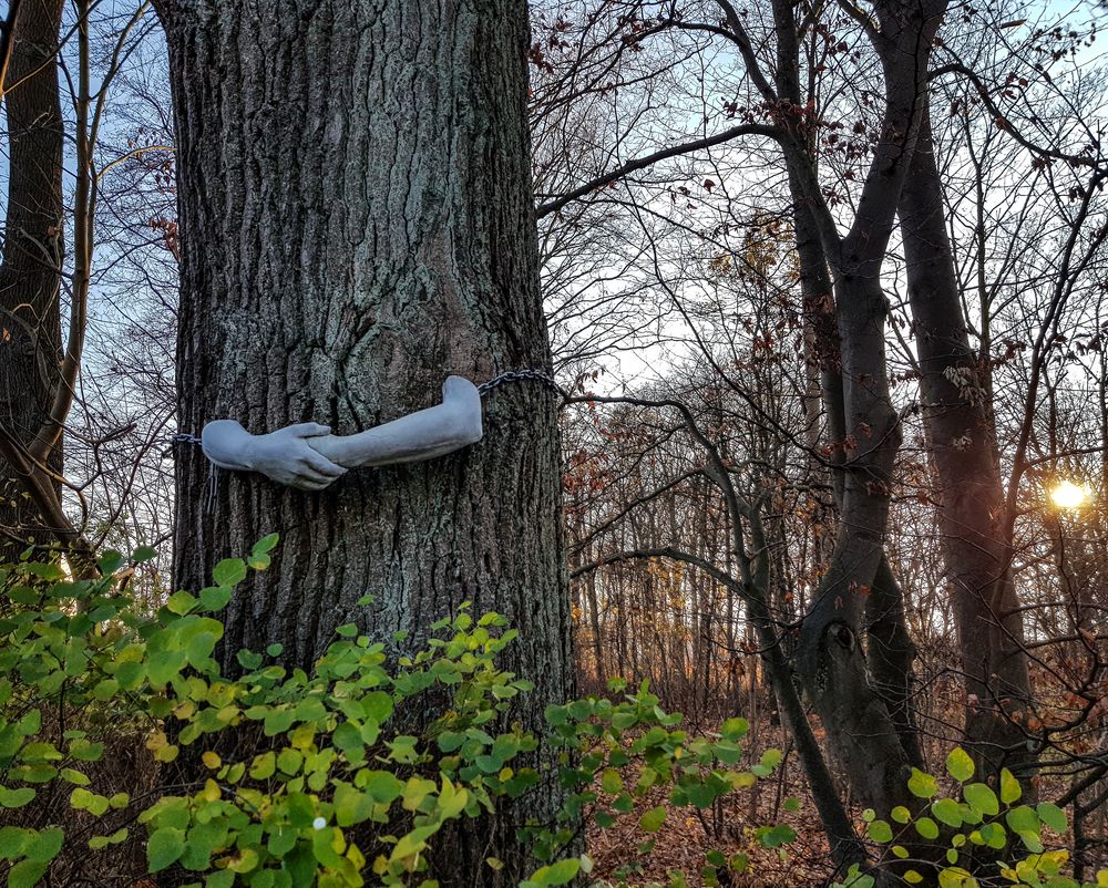 Dein Freund, der Baum