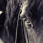 Dein Pferd ist dein Spiegel
