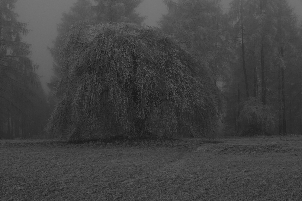 (D)ein Zauberbaum