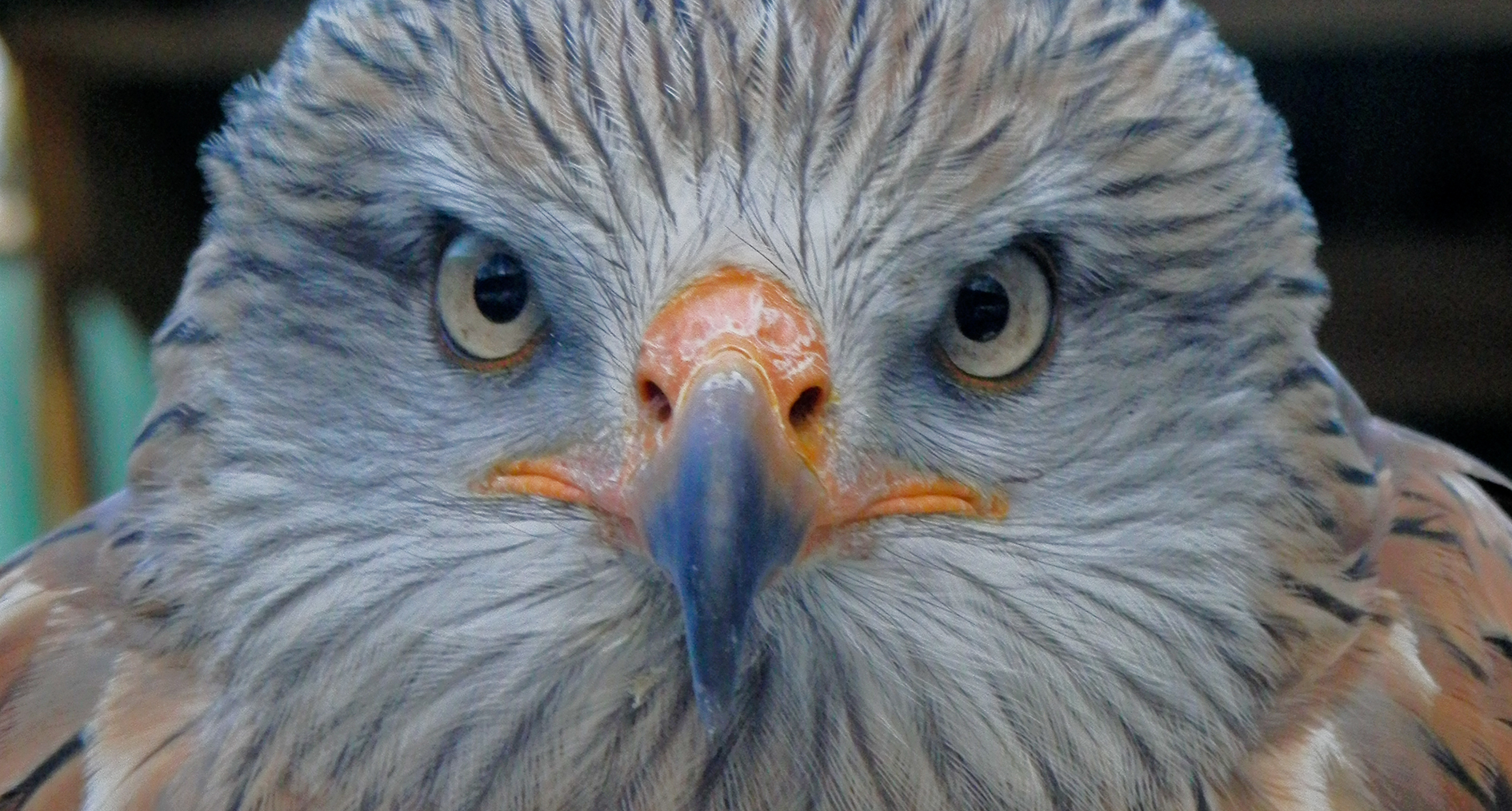 Deine Augen werden jetzt müüüüde, gaaaaanz schwer und müüüüüde....