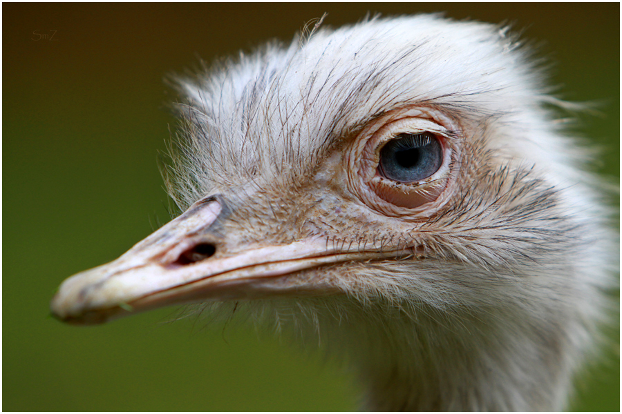 deine blauen Augen