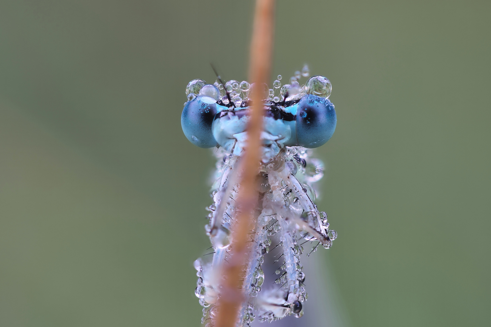 Deine blauen Augen