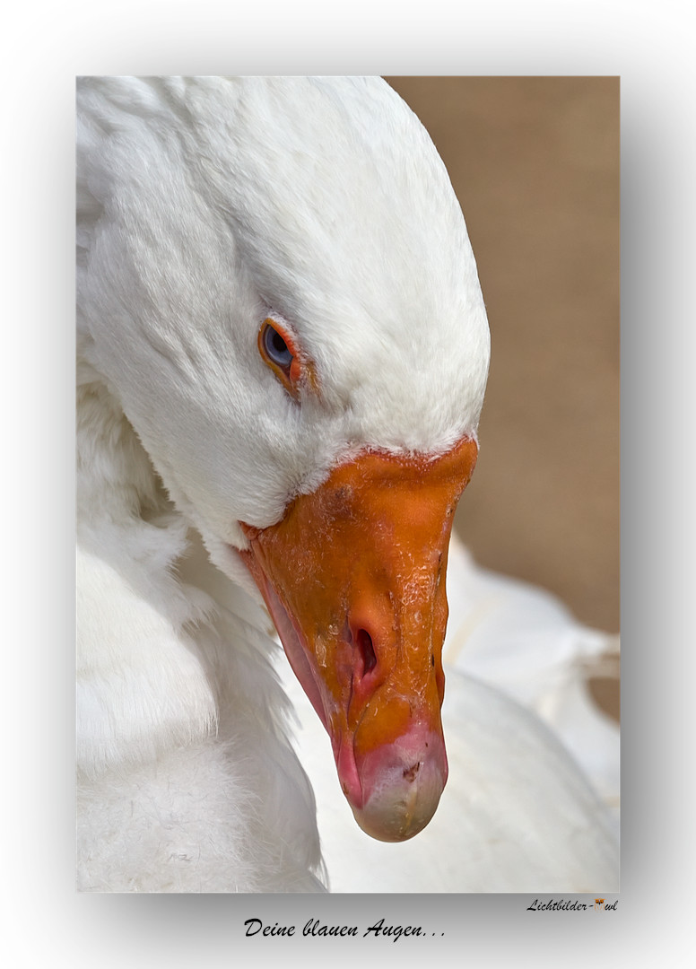 Deine blauen Augen...