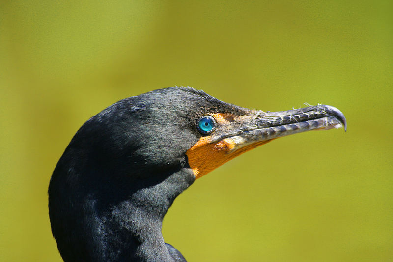 Deine blauen Augen...