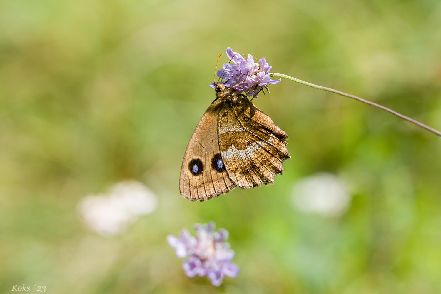 Deine Blauen Augen Foto & Bild tiere, wildlife, schmetterlinge Bilder
