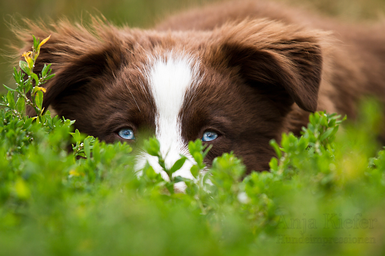 deine blauen Augen