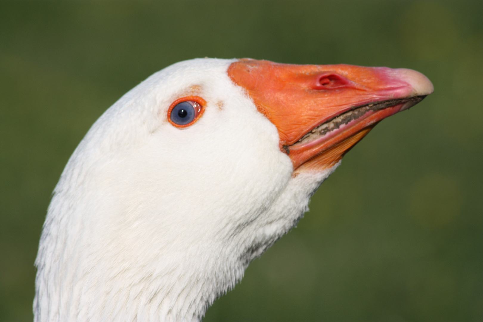 Deine blauen Augen sind phänomenal