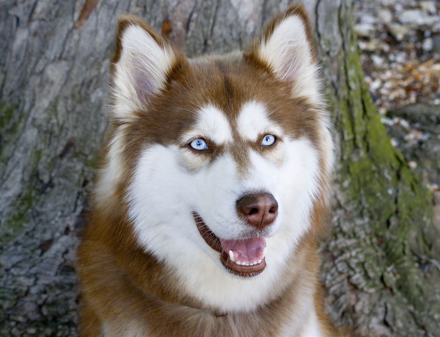 Deine Blauen Augen.......mein Hunde Traum !!!