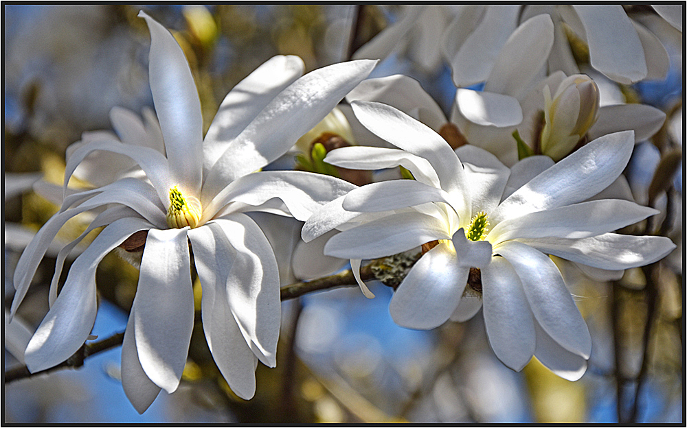 Deine Blüten sie leuchten...