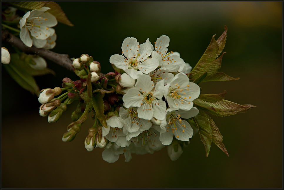 Deine Blüten sind voll Zartheit....