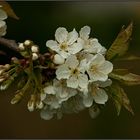 Deine Blüten sind voll Zartheit....