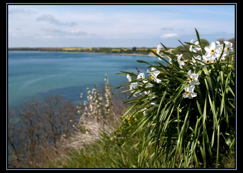 Deine Blumen am Strand