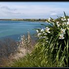 Deine Blumen am Strand