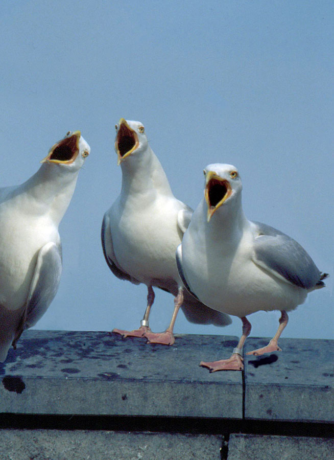 "Deine Heimat ist das Meer deine Heim........."