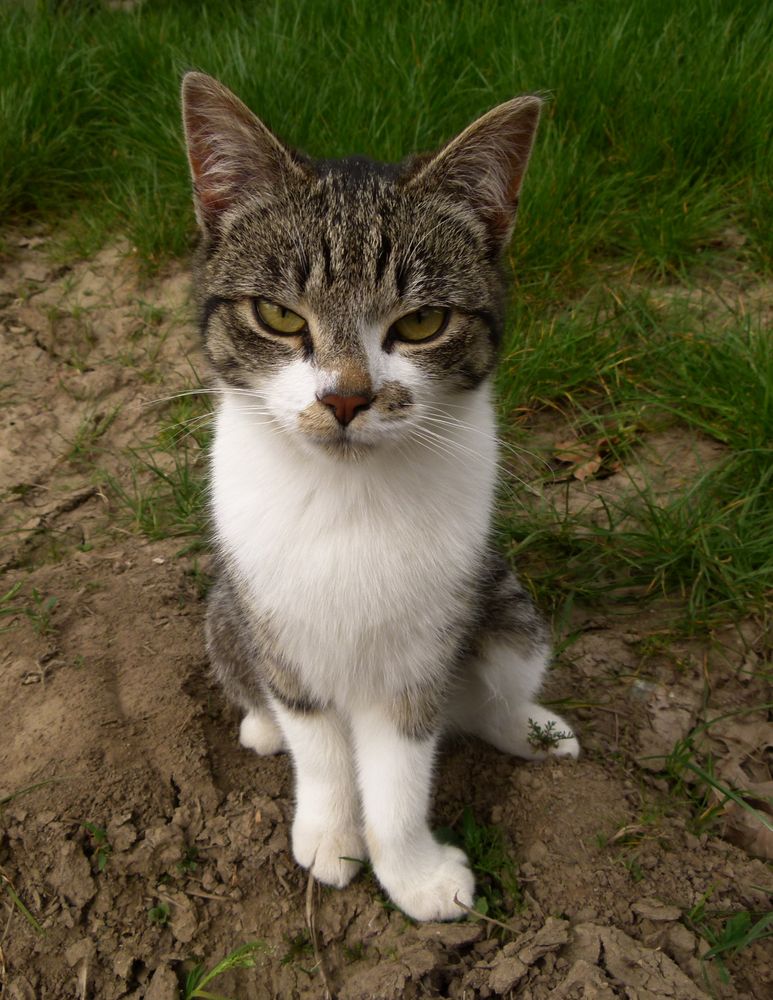 Deine Kamera nervt! Foto & Bild tiere, haustiere, katzen Bilder auf