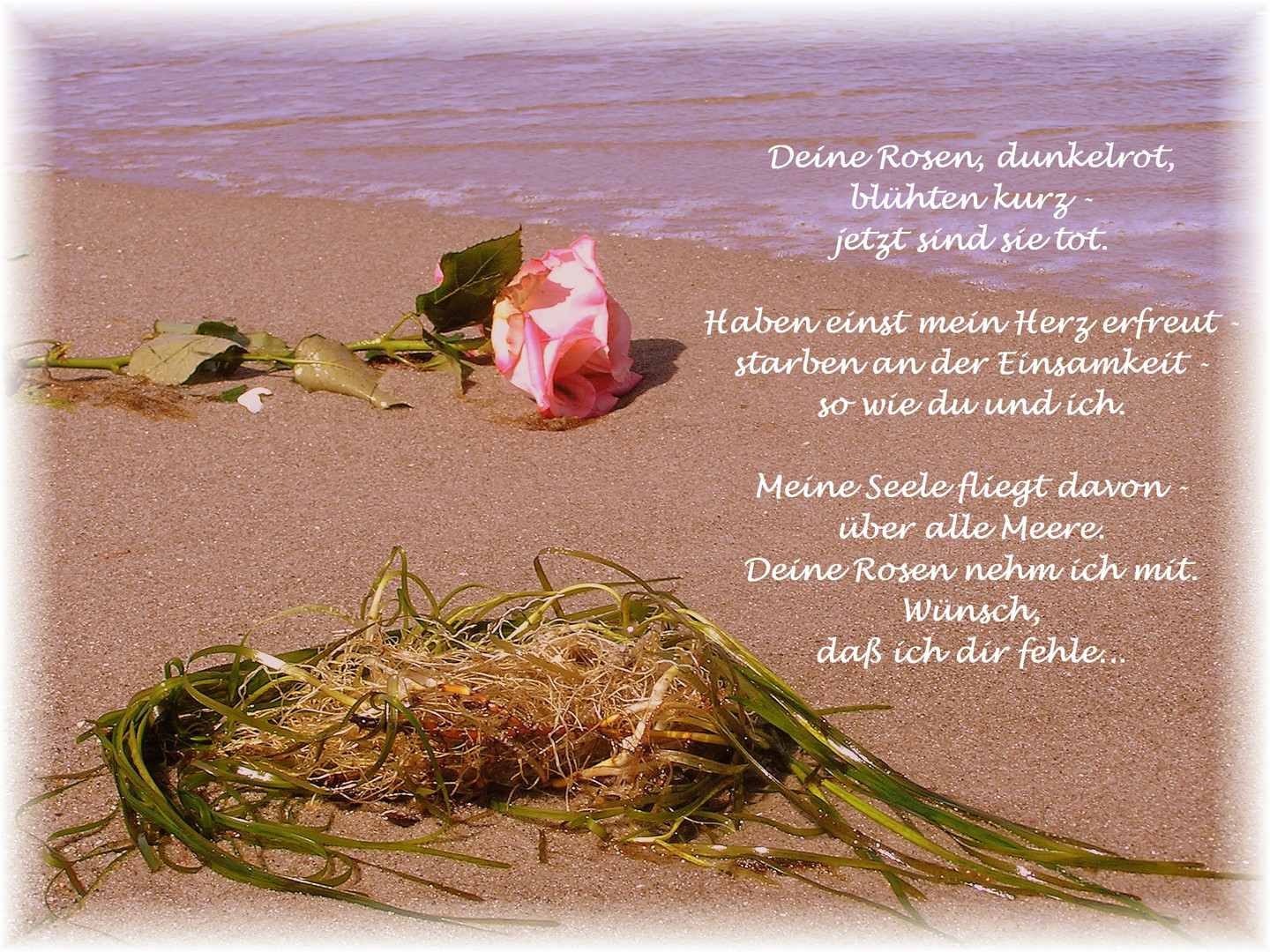 Deine Rosen...