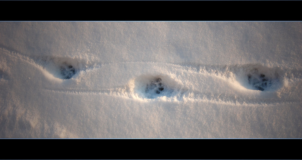 Deine Spuren im Schnee....