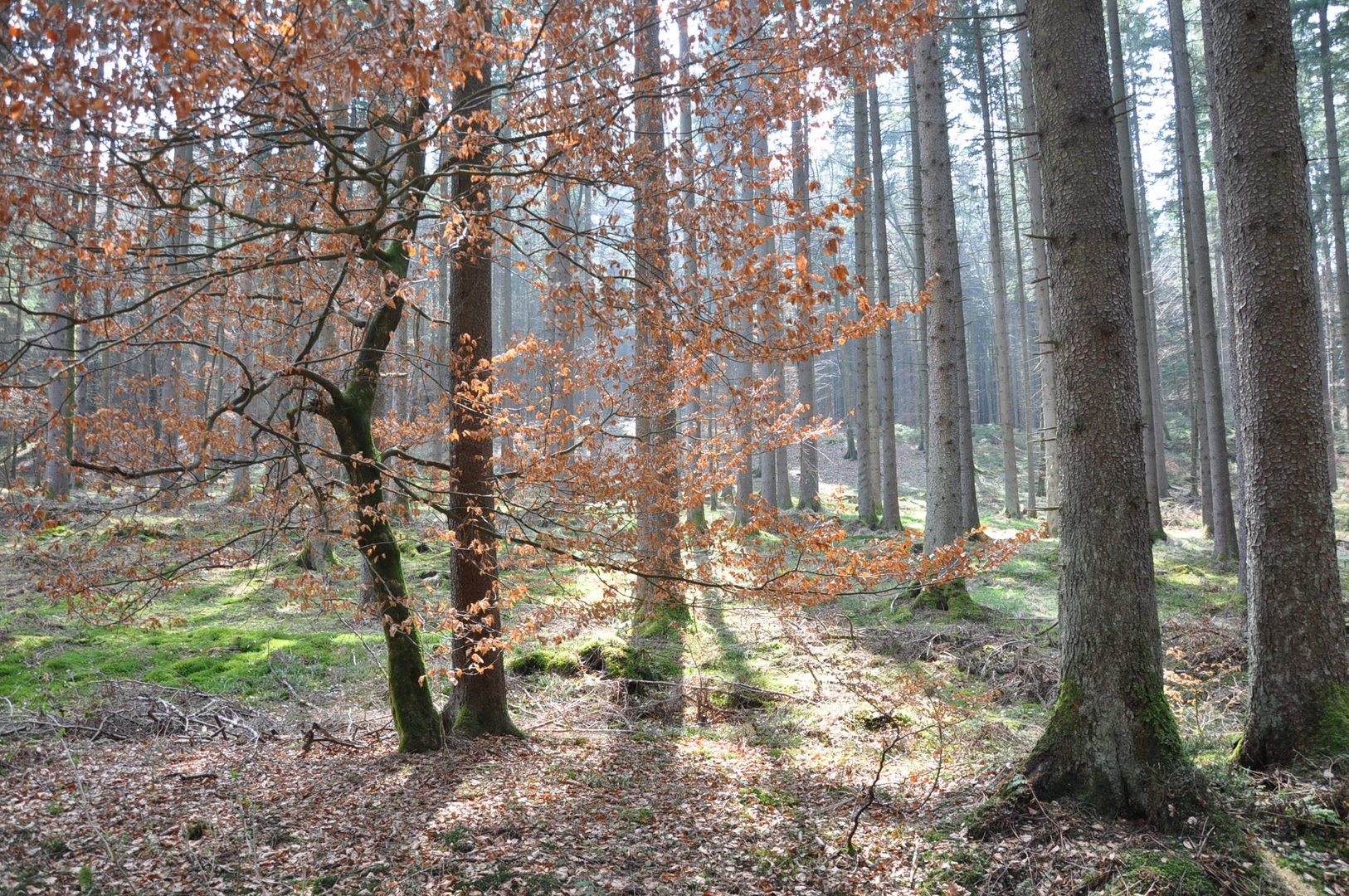 Deininger Weiher - Waldweg