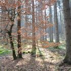 Deininger Weiher - Waldweg