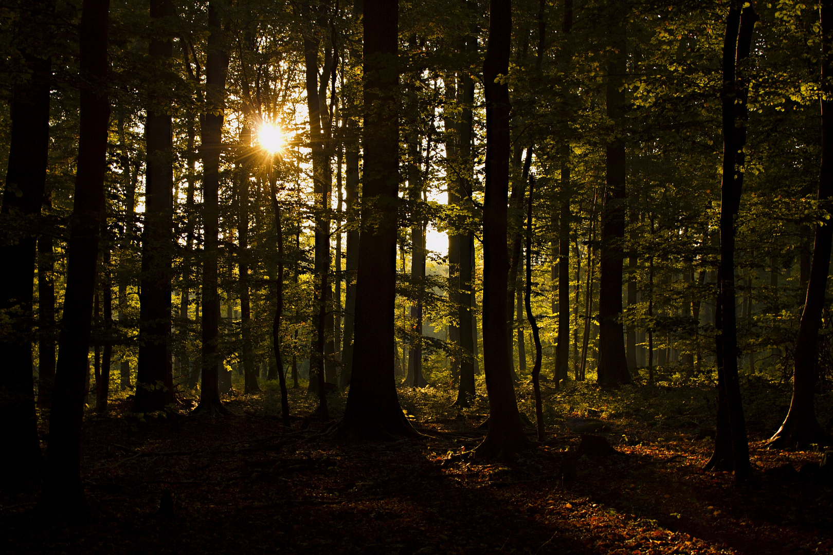 Deister im Herbst