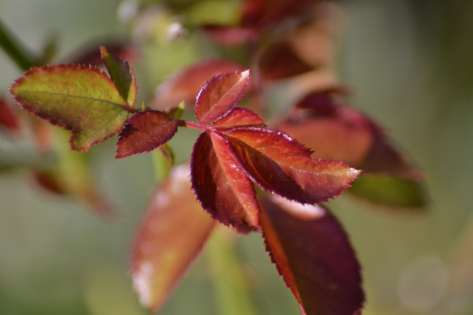 deja des couleurs d'automne