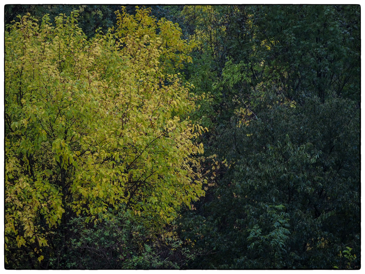 déjà jaune et encore vert