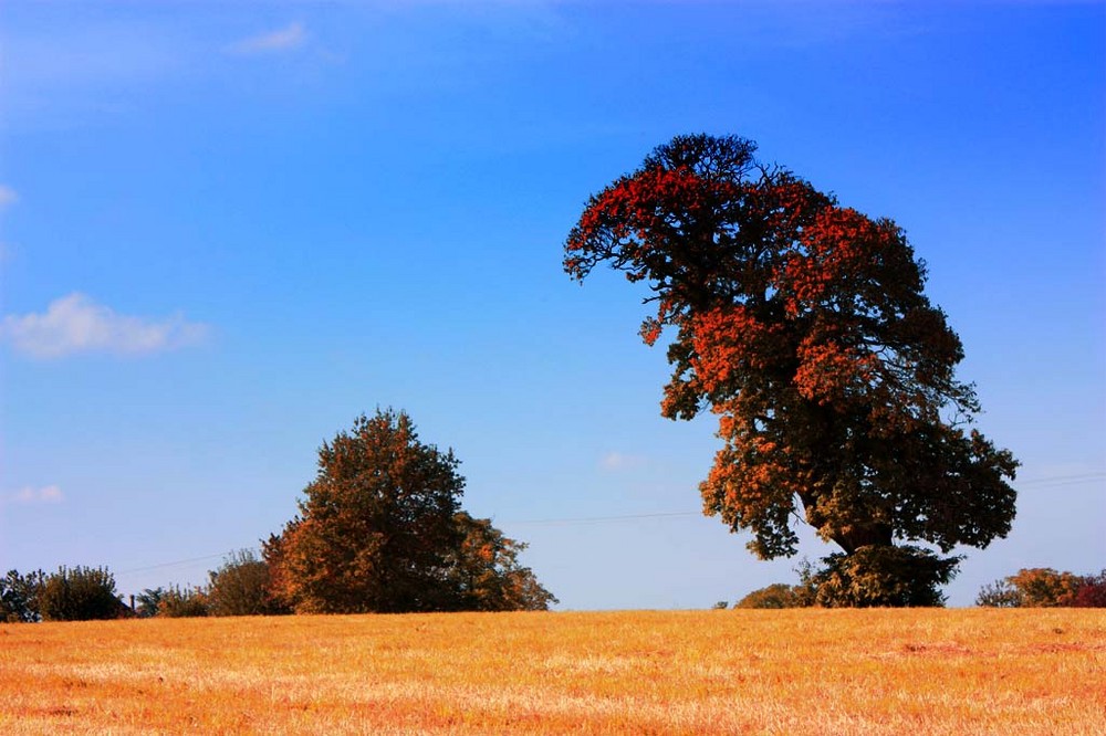 déjà l'automne